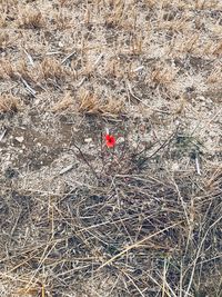 High angle view of a bird on land