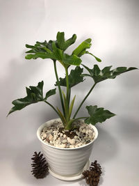 Close-up of potted plant on table