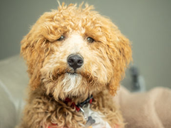 Close-up portrait of a dog