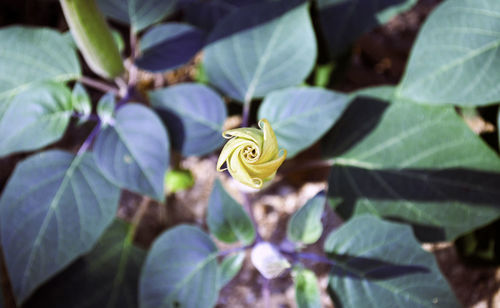 Close-up of flower blooming outdoors