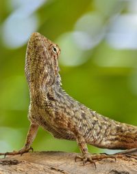 Yoga lizard