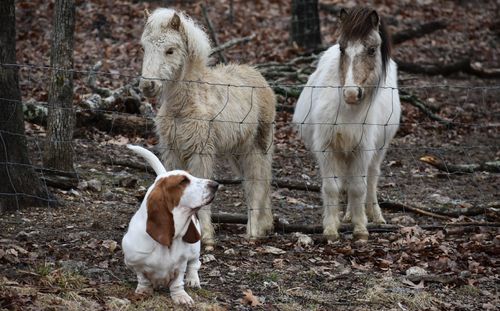 Horses standing on field