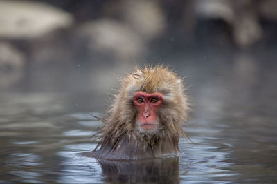 Japanese macaque in hot spring