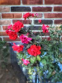 Close-up of pink roses blooming outdoors