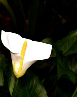 Close-up of white flowers