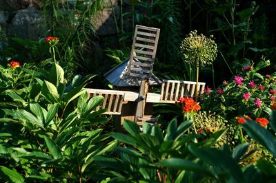 Plant growing on a tree