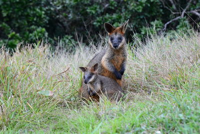 Wallabies at cape byron. bayron bay. new south wales. australia