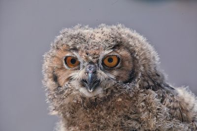 Portrait of owl