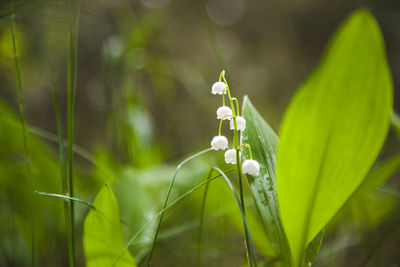 Close-up of flowering plant