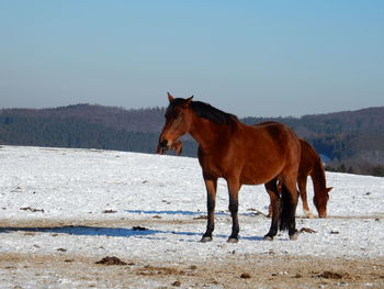 Horse standing on field against sky