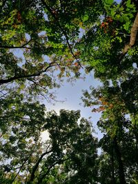 Low angle view of trees in forest against sky