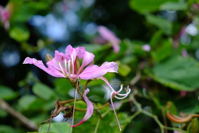 Close-up of pink flower blooming outdoors