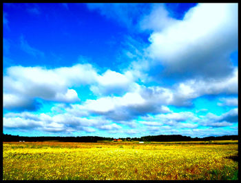 Scenic view of field against sky