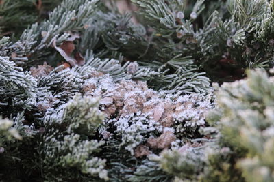 Close-up of snow covered pine tree