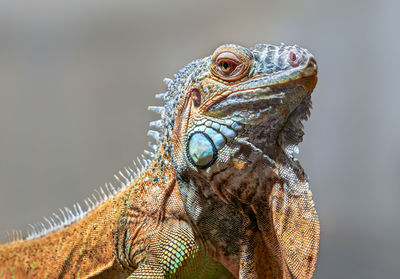 Close-up of iguana