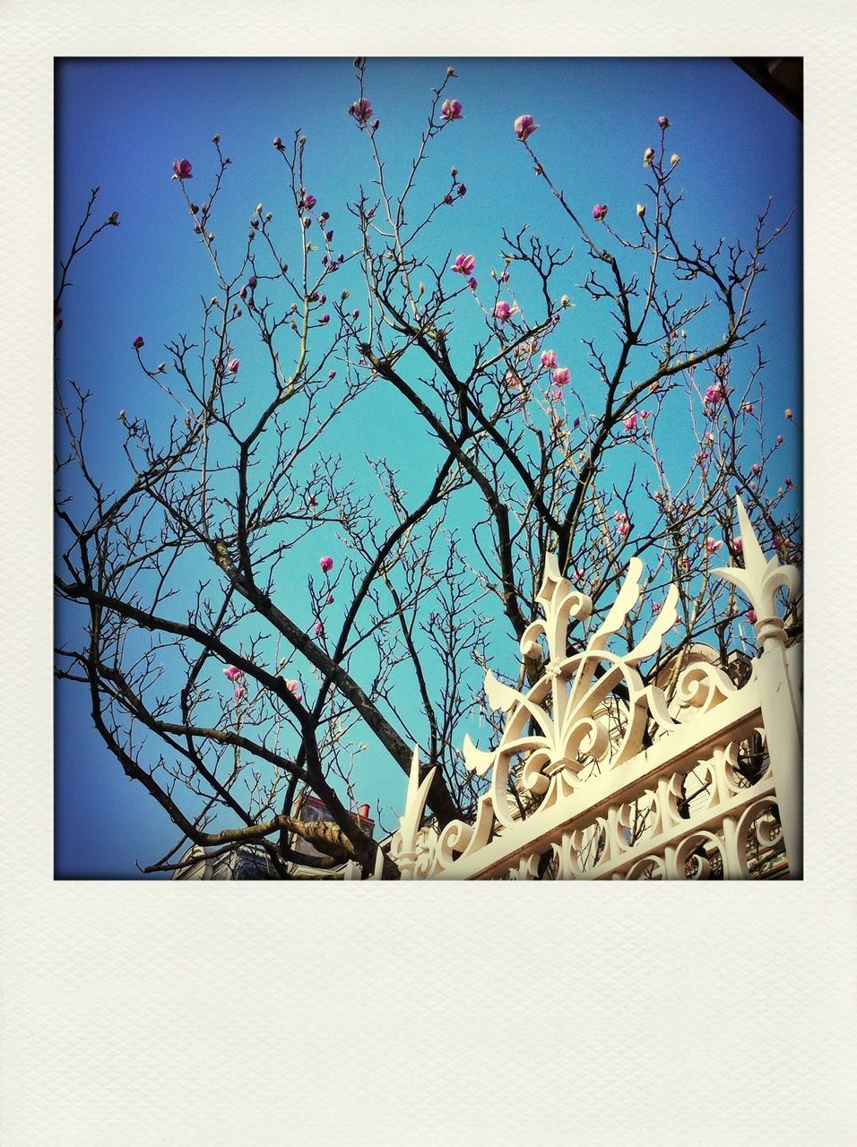 transfer print, low angle view, auto post production filter, clear sky, blue, tree, built structure, branch, architecture, building exterior, bare tree, sky, day, no people, outdoors, flower, nature, high section, copy space, growth