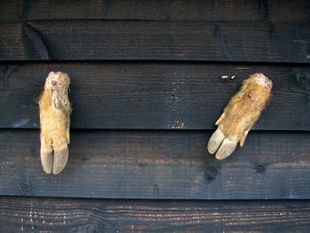 Close-up of wild boar feet nailed on wooden wall