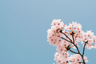 Low angle view of cherry blossoms against clear sky