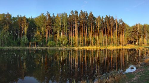 Scenic view of lake in forest against sky