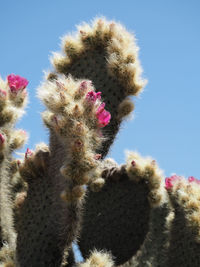 Low angle view of cactus flower against clear sky