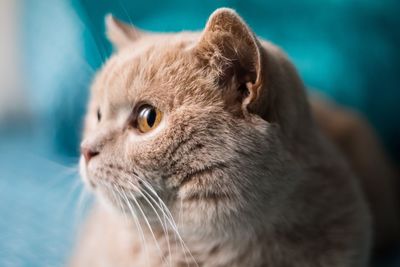 Close-up portrait of cat