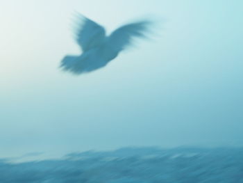 Low angle view of bird flying in sky