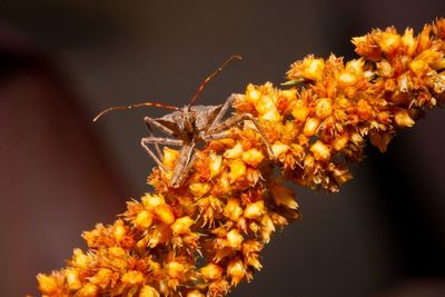 Close-up of insect on yellow flower