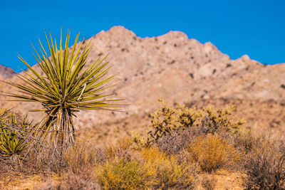 Plant against clear sky