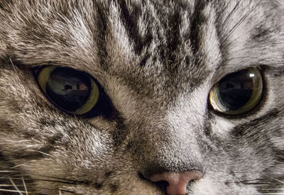 Close-up portrait of cat