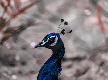 Close-up of a peacock