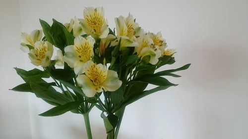 Close-up of flower bouquet