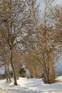 Trees on snow covered field against sky