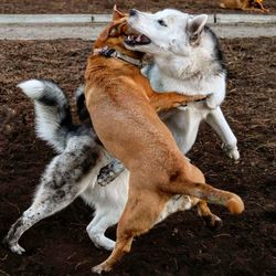 Close-up of dog playing