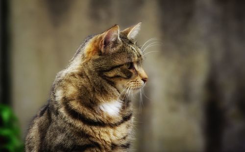 Close-up of tiger outdoors