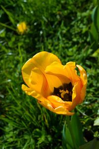 Close-up of yellow flower