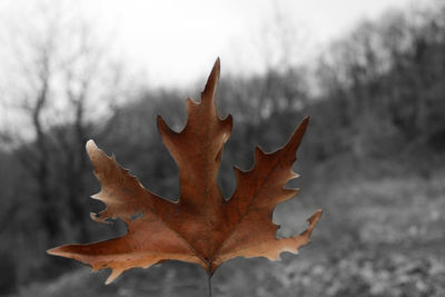 Close-up of dry maple leaves on tree