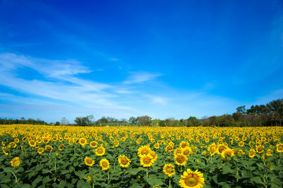 Scenic view of yellow flowers growing on field against blue sky