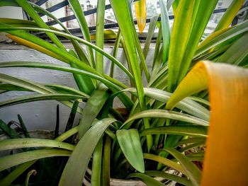 Close-up of green leaves