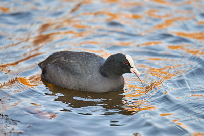 Eurasian or australian coot, fulica atra. coot floating on blue water, close up.