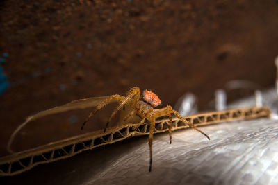 Close-up of insect