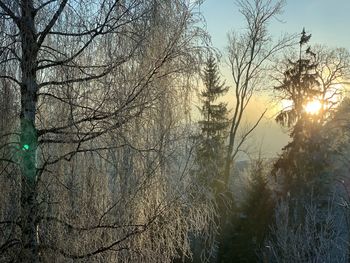 Bare trees against sky during winter