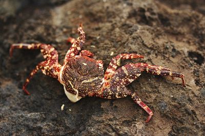 Close-up of crab