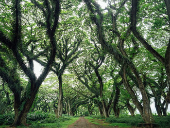 Scenic view of forest