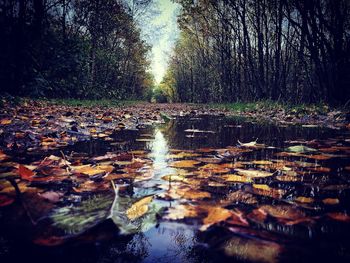 Reflection of trees in water