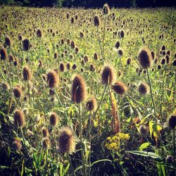 Close-up of dandelion growing in field
