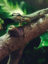 Close-up of lizard on tree trunk