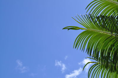 Low angle view of palm trees