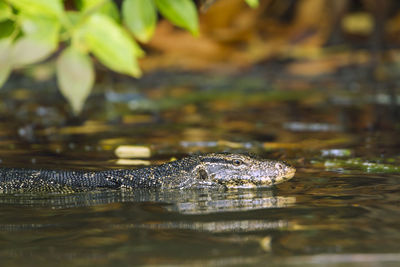 Close-up of an animal in water