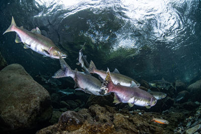 Pink salmon's run in rausu, hokkaido , japan