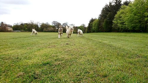 View of sheep on grassy field against sky